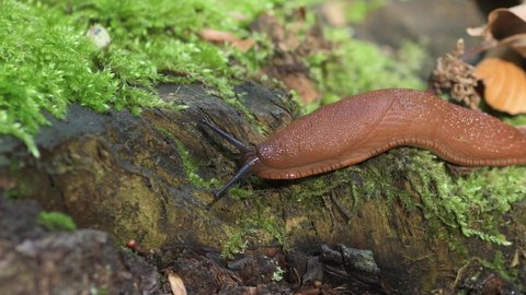 The red slug (Arion rufus), also known as the large red slug, chocolate arion and European red slug, is a species of land slug in the family Arionidae, crawls on mossy trunk.
