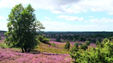 Blooming heathland flowers moving in the wind at luneburg heath.