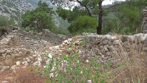 Olimpos, Antalya, Turkey - 29th of May 2021: 4K Caper bush and remains of Olimpos city between pine trees
