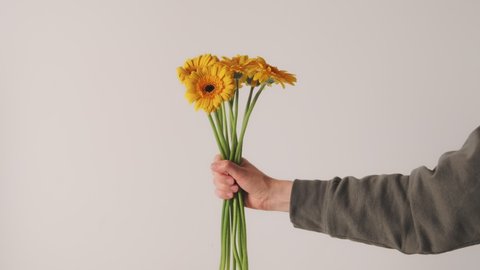 Hand gives a bouquet of yellow gerbera flowers on a white background. Delivery of flowers for the holidays.