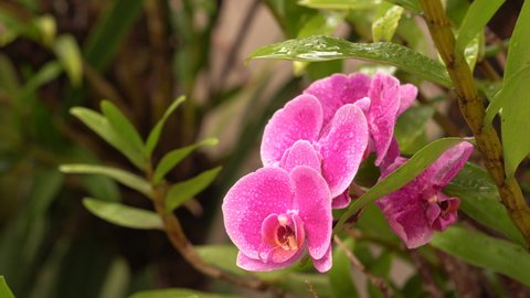 pink orchid in brazil planted in the garden