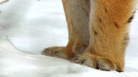CU Close-up of siberian tiger (panthera tigris altaica) walking in snow Sikhote Alin, Primorye Province, Russia
