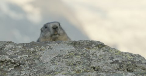 MS TU Alpine marmot (Marmota marmota) poking head from behind rock Carpathian Mountains, Europe