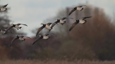 Barnacle geese (Branta leucopsis) in flight