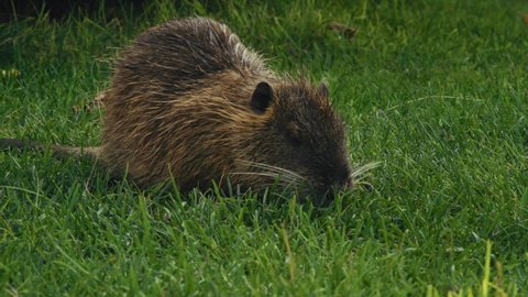 Close-up, Young Muskrat Eats Green Grass in the Glade in the Park