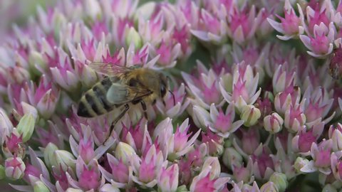 Crassulaceae autumn. An adult solitary bee collects pollen from an autumn garden flower of white and pink color.