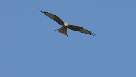 Tracking shot of Majestic Red Kite Eagles gliding at blue sky in summer