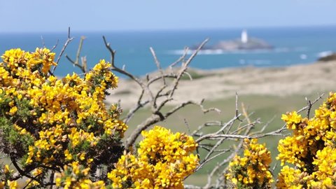 Yellow Gorse bush in Cornwall with Godrevy lighthouse in the background.
