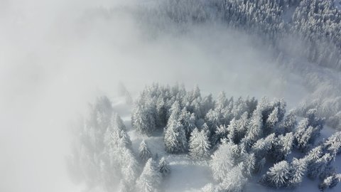 Aerial view of frosty trees and fog, high up in the mountains, sunny day - reverse, tilt up, drone shot