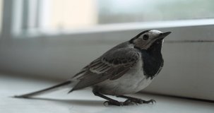 White wagtail sits on the windowsill near the window. Cinema 4K 60fps video