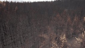 Aerial of burnt trees because of the fire caused by global warming. Bunch of trees turned into ash. Drone video in 4K.
