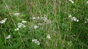 Yarrow flower in the field. Achillea millefolium panorama video 4k