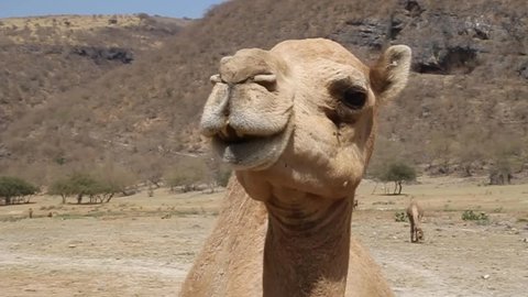 Detail of a camel at Wadi Dharbat