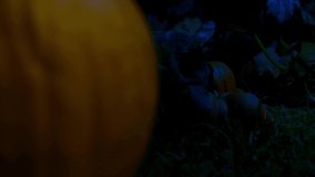 A low angle slider shot in a pumpkin patch to reveal a smiling Jack O’ Lantern glowing from the light within. The leaves of the pumpkin plant are waving in the breeze and are lit from moonlight - Powered by Shutterstock - Get 15% off with code: PIKWIZARD15