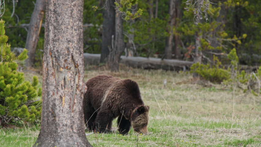 Brown Bear in Yellowstone National Park, Wyoming image - Free stock ...