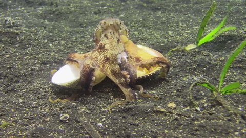 coconut octopus carrying two mollusk shells using its tentacles, view from behind