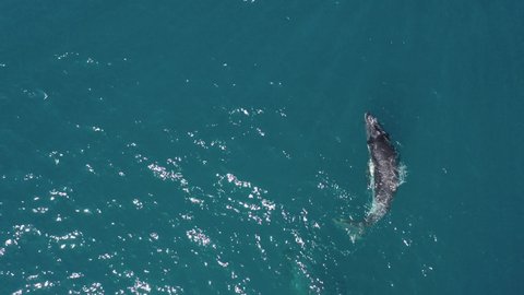 Aerial view of juvenile Humpback whale frolicking, spouting at surface