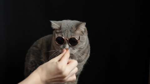 British pet, Scottish straight cat eats cat food, treats from the hands of the owner on an isolated black background with glasses, close-up. Cool animal of gray color