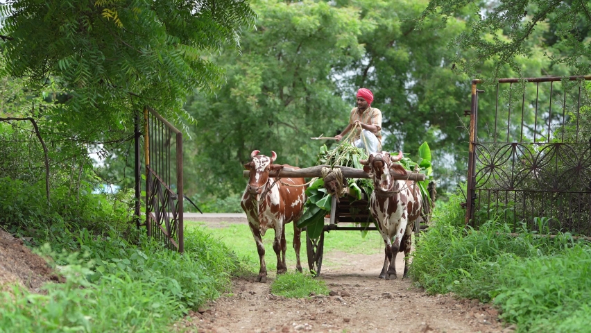 
Rural scene : Young indian farmer going to work his farm on bullock cart