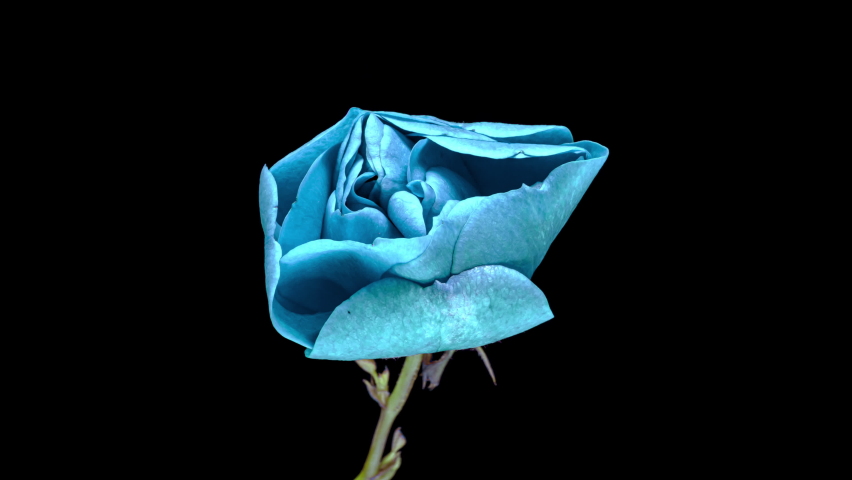 Amazing bright blue rose flower opening on black background. Royalty-Free Stock Footage #1079275958