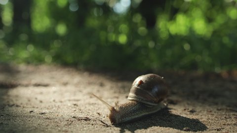 Close-up of a grape snail with a shell, slowly crawling along the sand in a wooded area. Mollusk that moves and monitors danger with its antennae. Concept of wildlife