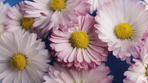 Macro shot of several pink daisy flowers blooming on a blue background. Timelapse shooting of a beautiful natural phenomenon. Concept of growth and development.