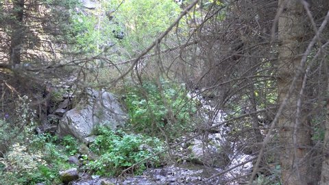 Dry trunks and branches of trees near a mountain river. Green grasses, ferns, moss grow along the forest river. There are big stones lying, clear mountain water runs. There is resin on the trees