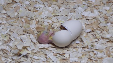 Chick hatching from egg in farm incubator. Newborn bird and animal themes