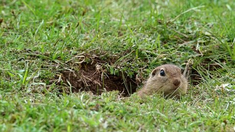 Cute European ground squirrel (Spermophilus citellus), also known as the European souslik, comes out of its hole through the grass and watches curiously.