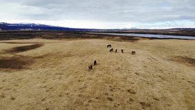 Flying Over Wild Horses. High quality video