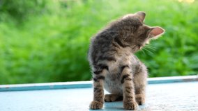  little striped tabby grey kitten wash and licks it's self outdoor on blue floor and a blur green natural background backlit by sunlight . High quality 4k footage