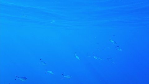 Amblyglyphidodon Leucogaster Swallow Fish Swims Against Stock Footage ...