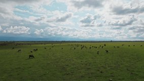 Cows on the green field in Georgia 
