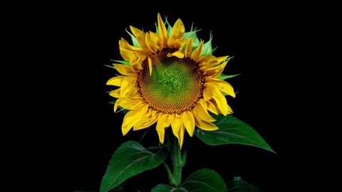 Yellow Sunflower Head Blooming in Time Lapse. Opening Flower on a Black Background from Bud in Timelapse