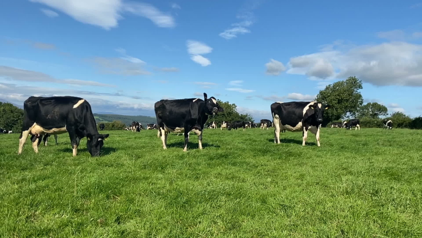 The herd of holstein milk cows grazing on pasture during warm sunny day in summer on blue sky background Royalty-Free Stock Footage #1079303402
