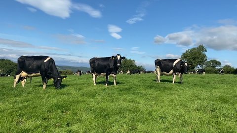 The herd of holstein milk cows grazing on pasture during warm sunny day in summer on blue sky background