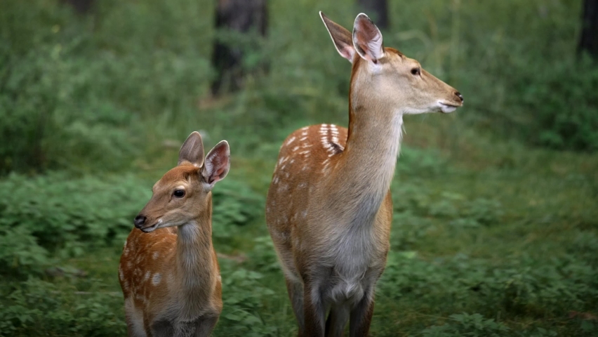 mother deer and her fawn are standing in the forest. Roe deer, capreolus capreolus, doe feeding and looking around on misty meadow early in the morning. Unaware female wild animal with orange fur Royalty-Free Stock Footage #1079304761