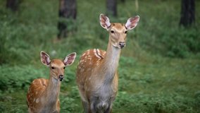 mother deer and her fawn are standing in the forest. Roe deer, capreolus capreolus, doe feeding and looking around on misty meadow early in the morning. Unaware female wild animal with orange fur - Powered by Shutterstock - Get 15% off with code: PIKWIZARD15