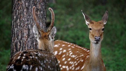 male deer and female deer kiss in the mating season. Roe deer, capreolus capreolus, doe feeding and looking around on misty meadow early in the morning. Unaware female wild animal with orange fur