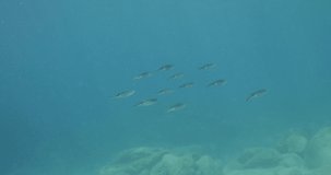 squid school  underwater  calamari drifting and swimming underwater close and slow ocean scenery animal cephalopod