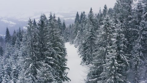 A dense evergreen spruce forest covering the white snow-capped hills of the Carpathian Mountains and fast brave skiers descending along the snowy wide tropics in the winter forest, aerial UHD 4K video