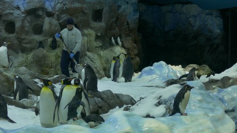 Puerto de la Cruz, Tenerife, Spain - Dec 20, 2018 (Ungraded): King penguins and Gentoo Pengions enclosure. Zookeeper clears snow with a shovel at Loro Park Zoo.