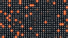 Loopable: Genetic mapping DNA sequence analysis abstract background with letters A,G,C,T in grid with orange squares. Big genomic data analysis concept.