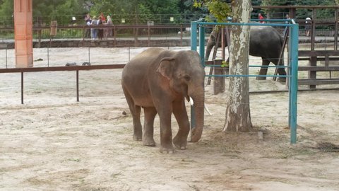 Two elephants are walking in the closed territory of the zoo. Elephants in captivity in zoos and parks.