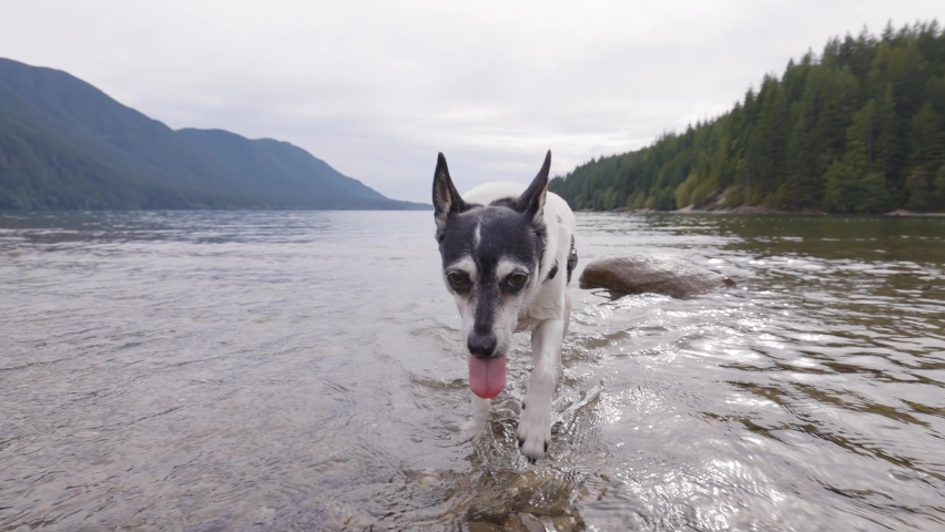 Cute Dog, Toy Fox Terrier Playing in Canadian Lake, Surround by Nature. Allouette Lake, Golden Ears Provincial Park, Greater Vancover, BC, Canada.