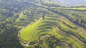 the tea plantation spreads out on the steep slope of the mountain with its back to the sea