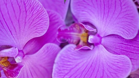 Macro close-up view of a purple orchid showing petals and stigma. Camera zoomed up on a purple flower petals at a wedding. Early purple orchid.