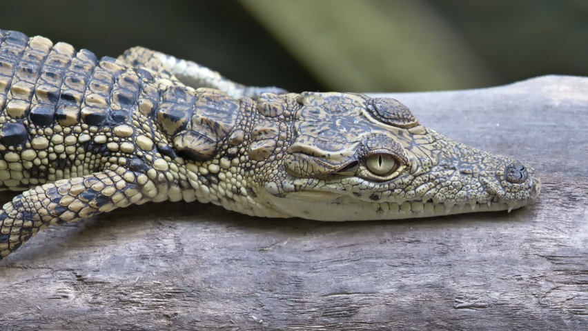 Close up shot of little Freshwater Crocodile lying and resting on wooden trunk