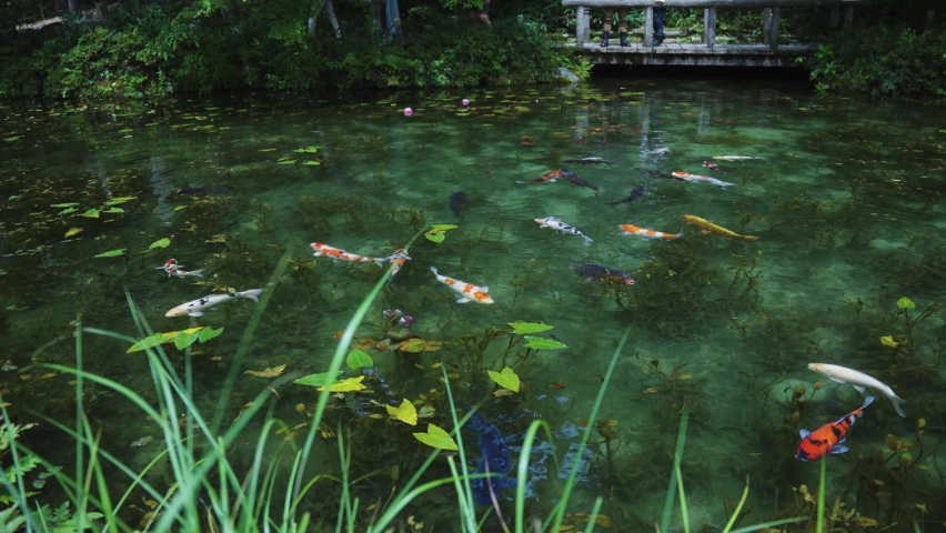 Beautiful Monet's Pond, a nameless pond that resembles a painting in Gifu Japan Royalty-Free Stock Footage #1079319032