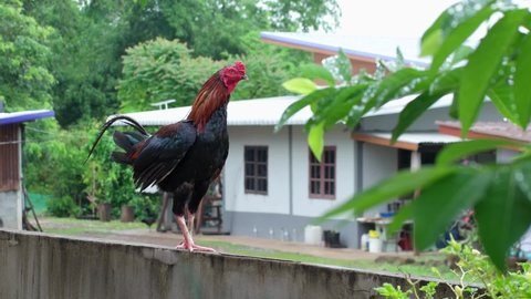 Colorful rooster or fighting cock in field.
